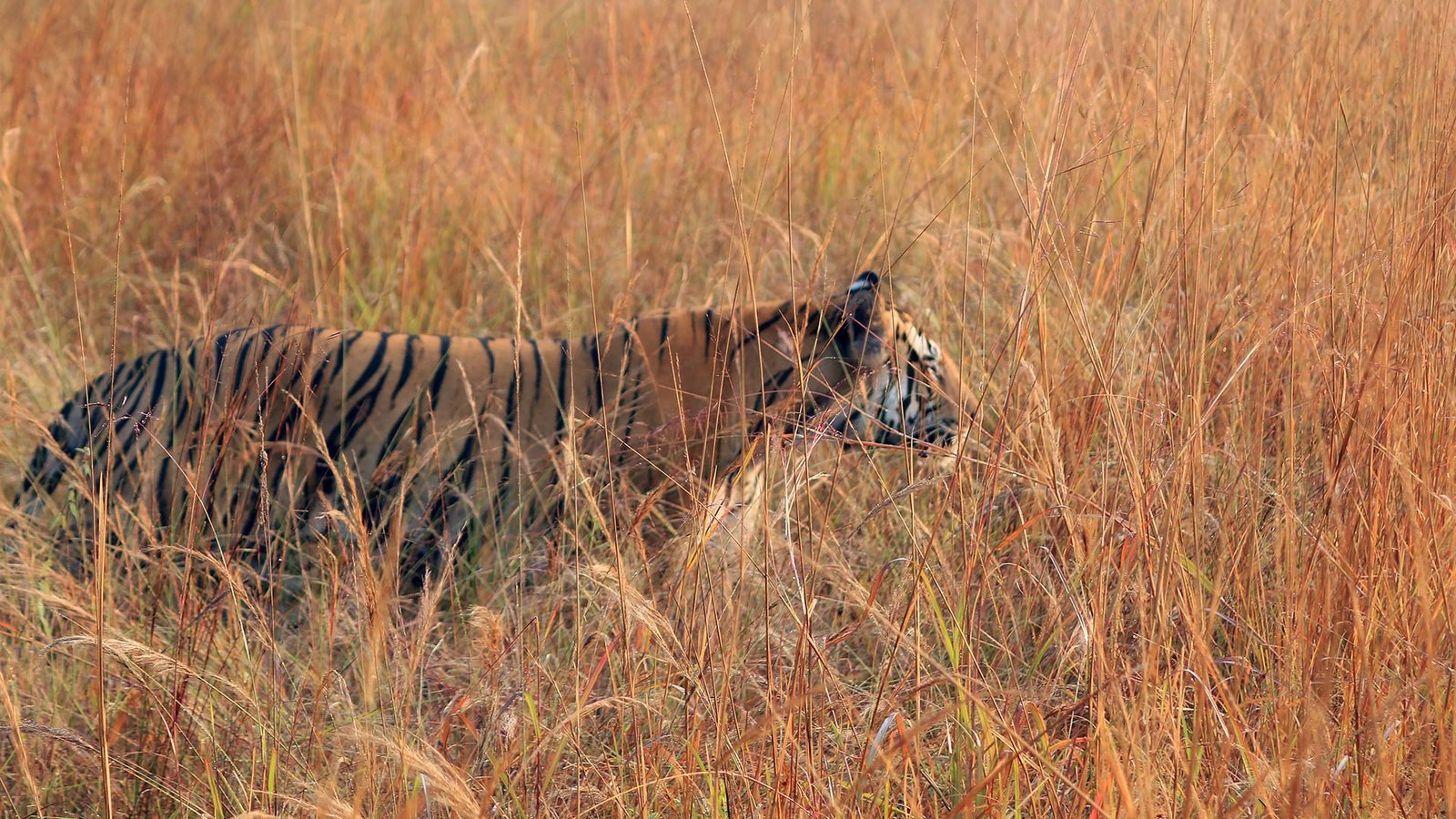 Ranthambore National Park & Tiger Reserve - Wild Safaris